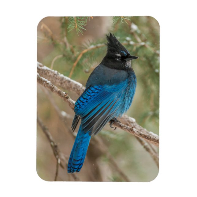 Magnet Flexible L'oiseau-geai de Steller dans l'arbre (Vertical)