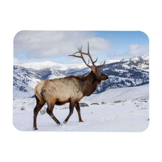 Magnet Flexible Lone Bull Elk | Parc national de Yellowstone (Horizontal)