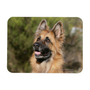 Magnet Flexible Long berger allemand Haired 1