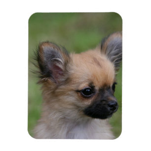 Magnet Flexible Long Haired Chihuahua Chiuppy regardant la caméra
