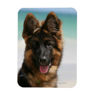 Magnet Flexible Long Haired German Shepherd Beach