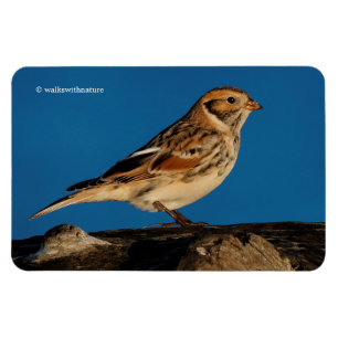Magnet Flexible Longspur de la Laponie sur un journal éclairé