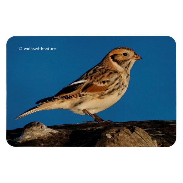 Magnet Flexible Longspur de la Laponie sur un journal éclairé (Horizontal)