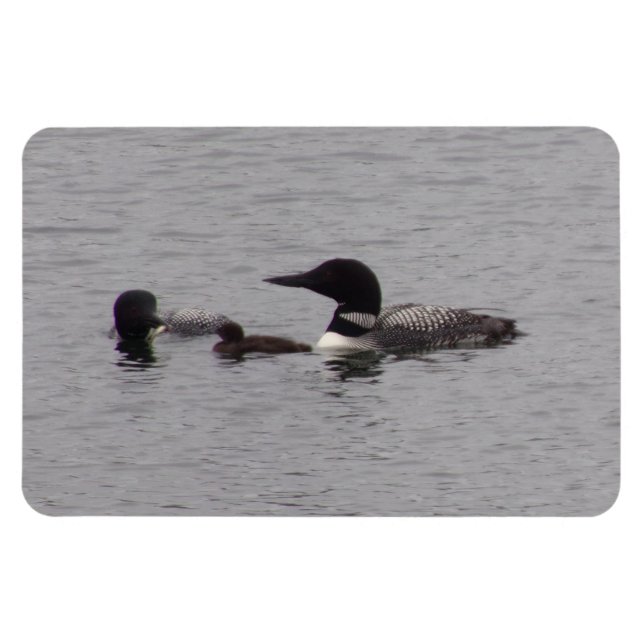 Magnet Flexible Loon Family sur le lac Aimant flexible (Horizontal)