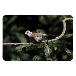 Magnet Flexible Lophophanes cristatus
