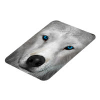 Loup Arctique