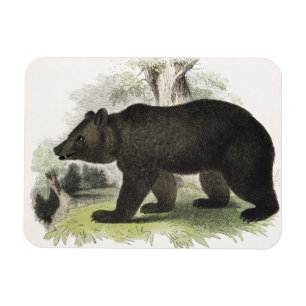Magnet Flexible L'ours Brown, pub éducatif d'illustration. par t