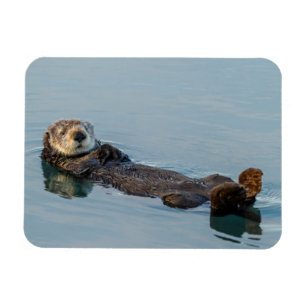 Magnet Flexible Loutre de mer flottant sur le dos dans l'océan