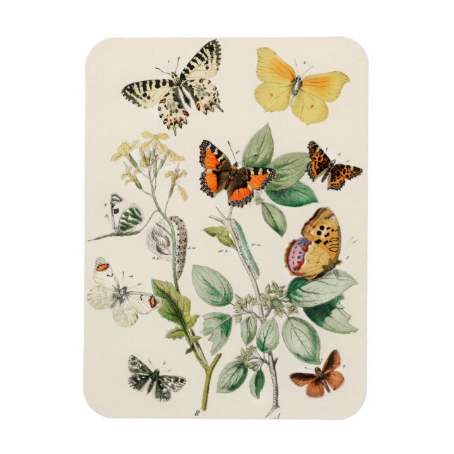 Magnet Flexible Lovely vintage illustration of butterflies (Vertical)