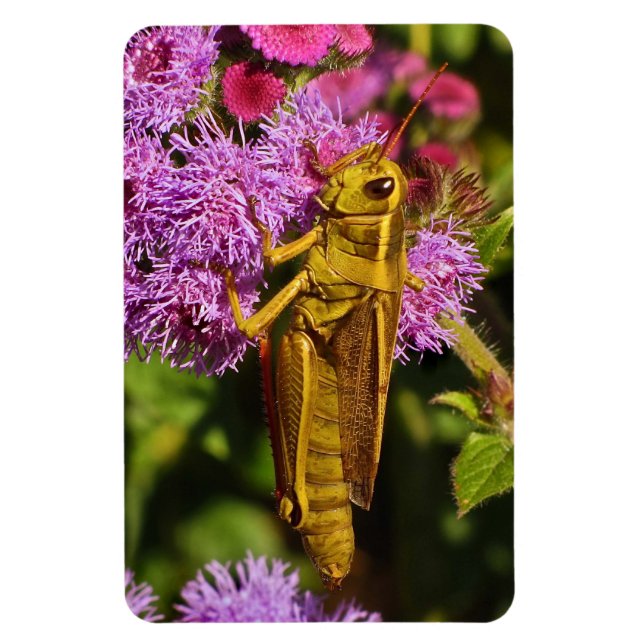 Magnet Flexible Lucky Grasshopper sur Ageratum (Vertical)