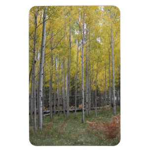 Magnet Flexible Lueur jaune de l'Aspen