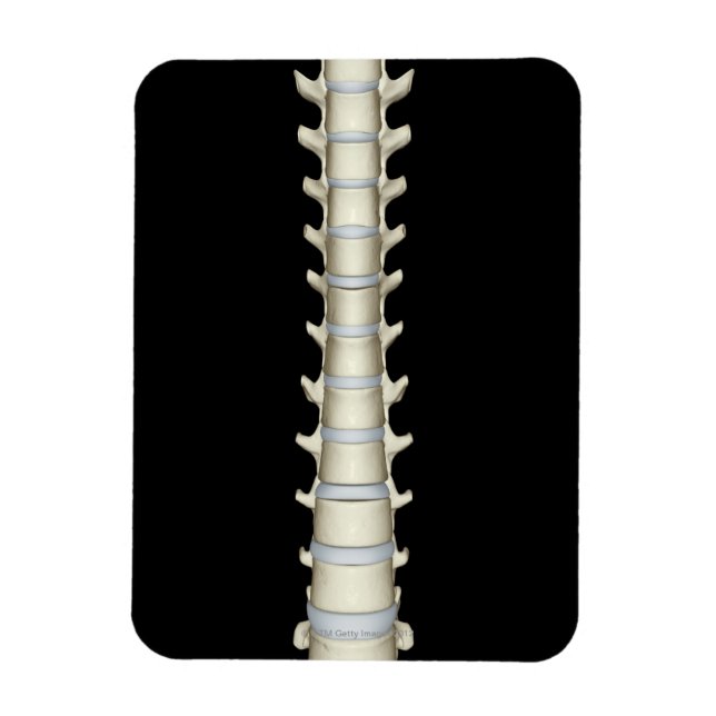 Magnet Flexible Lumbar et Vertebrae Thoracique (Vertical)