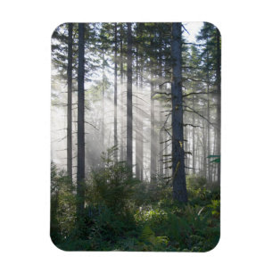 Magnet Flexible Lumière du soleil traversant une forêt brumeuse
