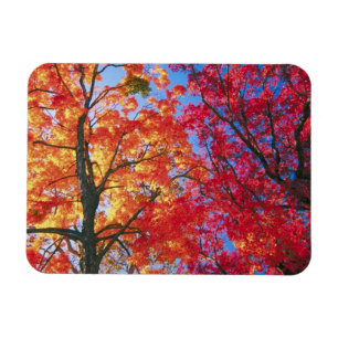 Magnet Flexible Lumineuse rouge, orange et jaune Parcours d'automn