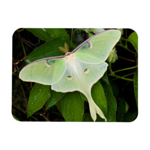Magnet Flexible Luna Moth on Carnaby Clematis