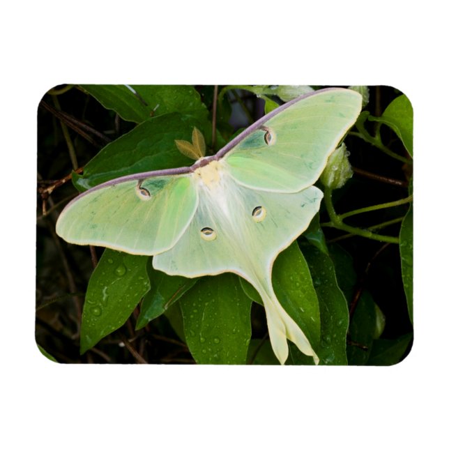 Magnet Flexible Luna Moth on Carnaby Clematis (Horizontal)