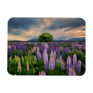 Magnet Flexible Lupin Field en Nouvelle-Zélande