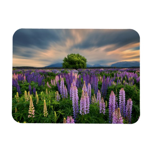 Magnet Flexible Lupin Field en Nouvelle-Zélande (Horizontal)