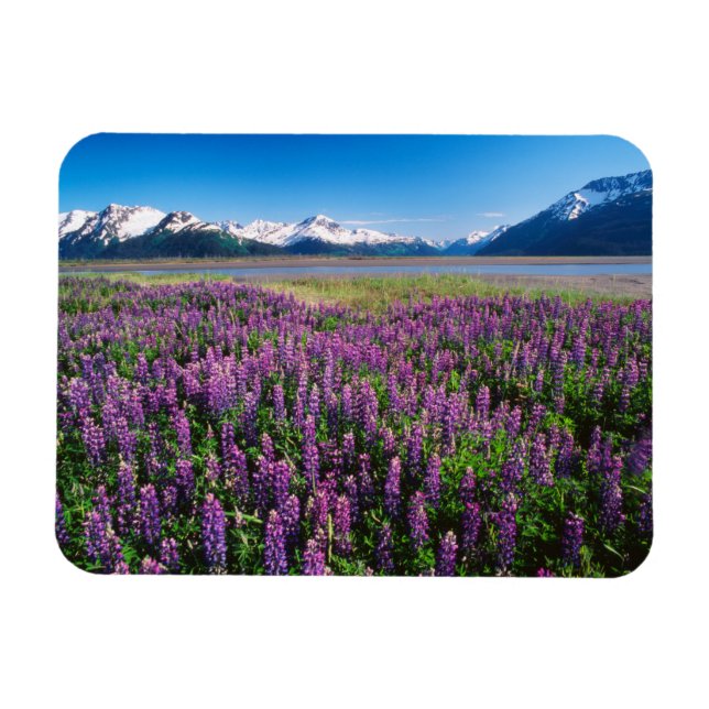 Magnet Flexible Lupines en fleur | Kenai Mountains, Alaska (Horizontal)