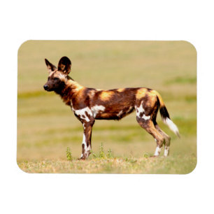 Magnet Flexible Lycaon Pictus Debout