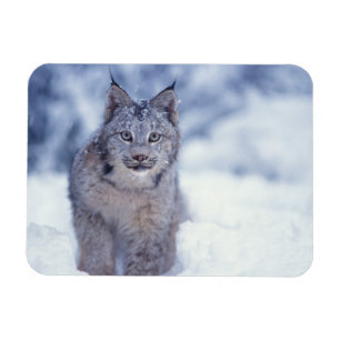 Magnet Flexible Lynx dans la neige au pied des montagnes