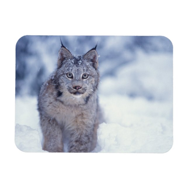 Magnet Flexible Lynx dans la neige dans les contreforts (Horizontal)