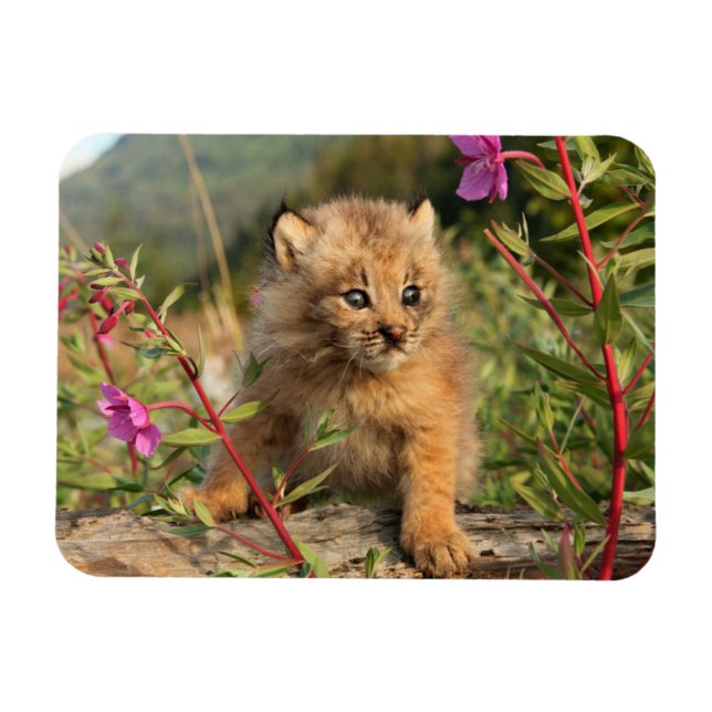 Magnet Flexible Lynx Kitten, Canada, Alaska (Horizontal)