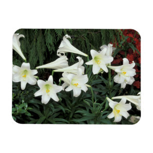 Magnet Flexible Lys de Pâques (Lilium regale)