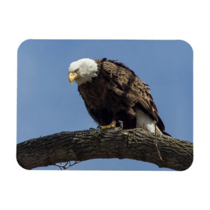 Magnet Flexible M. Serious