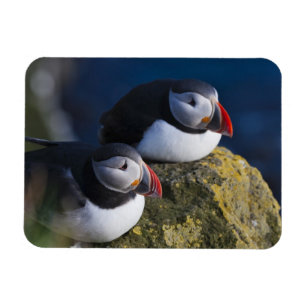 Magnet Flexible Macareux atlantique (Fratercula arctica) 7