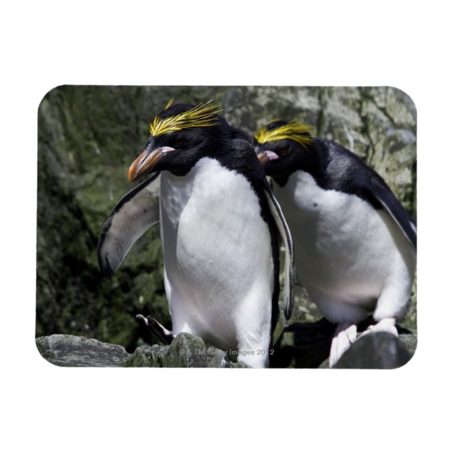 Magnet Flexible Macaroni Penguins, Géorgie du Sud (Horizontal)