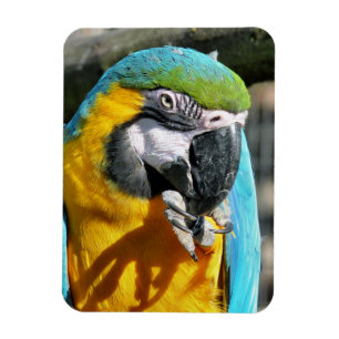 MAGNET FLEXIBLE MACAWS