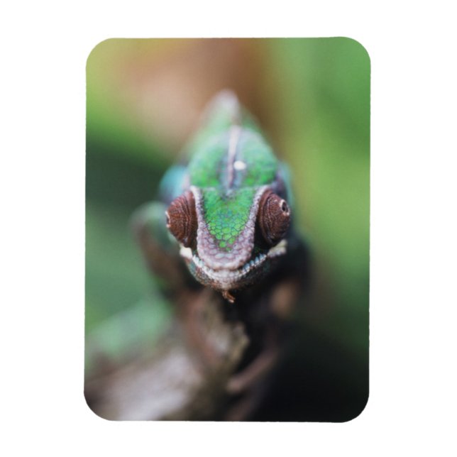 Magnet Flexible Madagascar, bar rouge Panther Chameleon (Vertical)