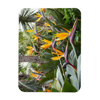 Magnet Flexible Madère - Birds of Paradise