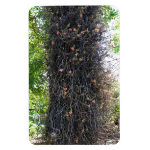 Magnet Flexible Magnat photo de l'arbre Cannonball