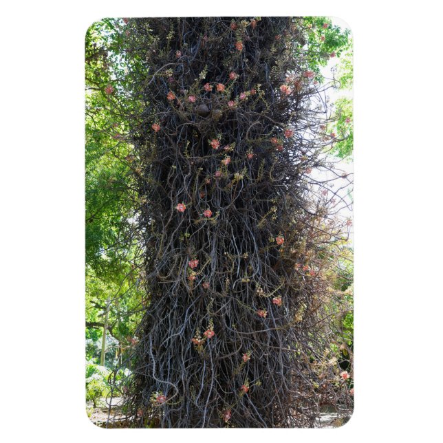 Magnet Flexible Magnat photo de l'arbre Cannonball (Vertical)