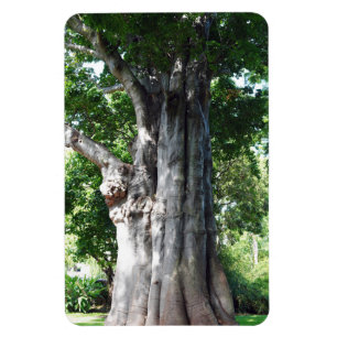 Magnet Flexible Magnat photo de l'arbre du baobab