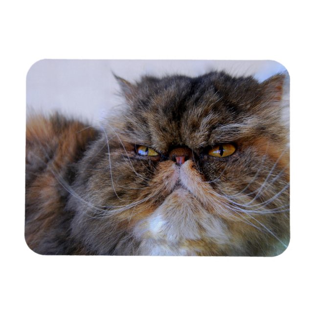 Magnet Flexible Magnat Premium de chat de Calico Persian (Horizontal)