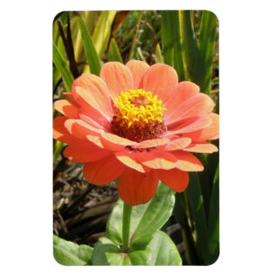 Magnet Flexible Magnat Premium Orange Zinnia Flower