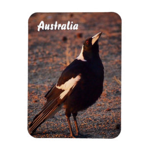 Magnet Flexible Magpie australien aimant photo