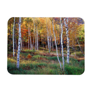 Magnet Flexible Maine, Parc national d'Acadia, Automne