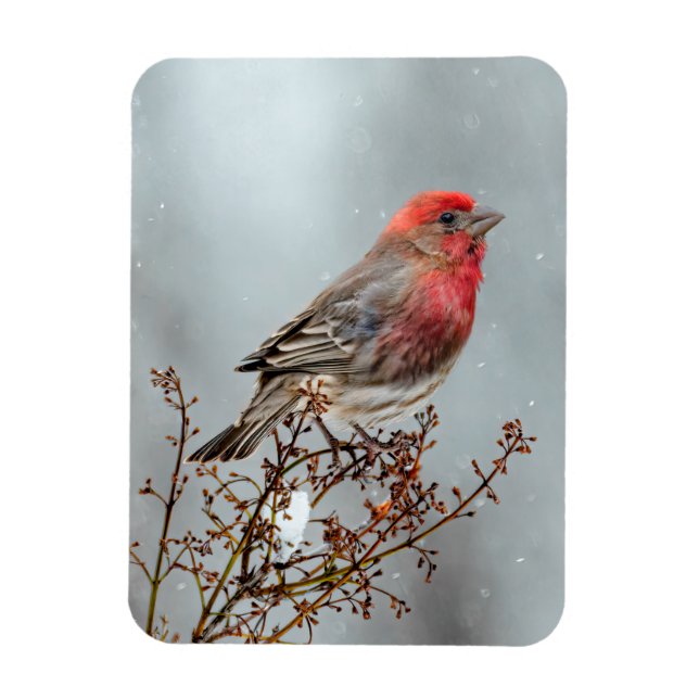 Magnet Flexible Maison Finch en Neige - Photo originale (Vertical)