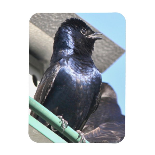 Magnet Flexible Majestic Purple Martin (Vertical)