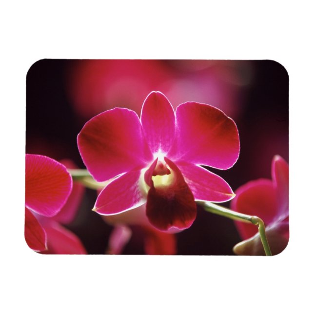 Magnet Flexible Malaisie, Orchidée (Horizontal)