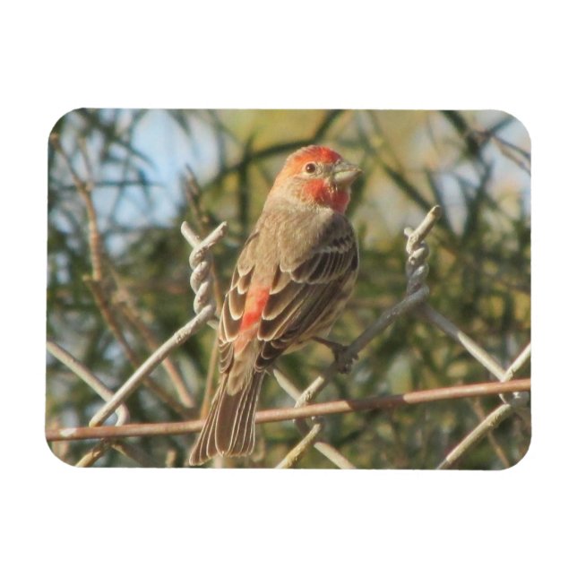 Magnet Flexible Male House Finch (Horizontal)