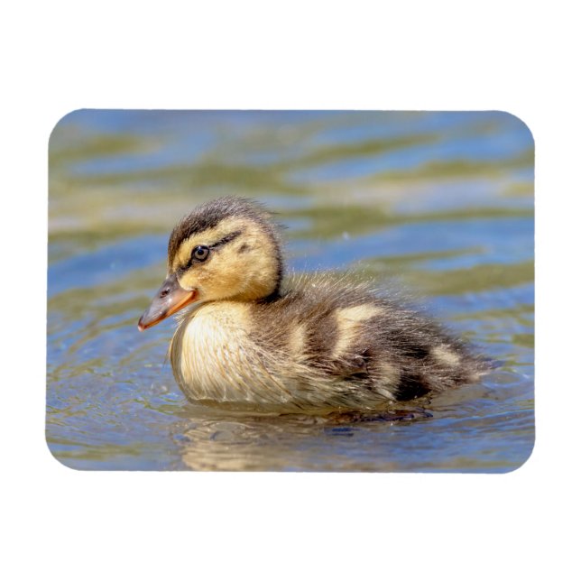 Magnet Flexible Mallard Duckling (Horizontal)