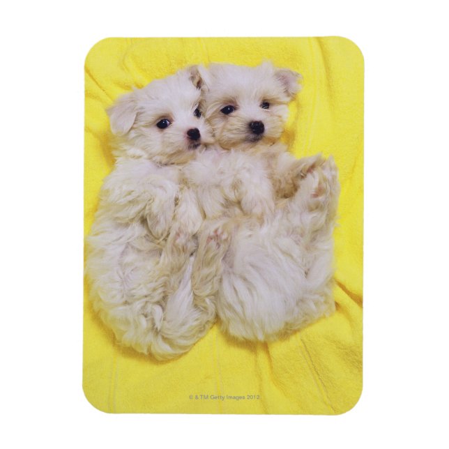 Magnet Flexible Maltese Dog; est une petite race de chien blanc qu (Vertical)