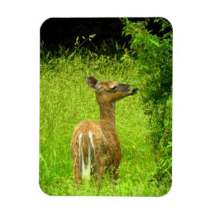 Magnet Flexible Mama Deer Browser
