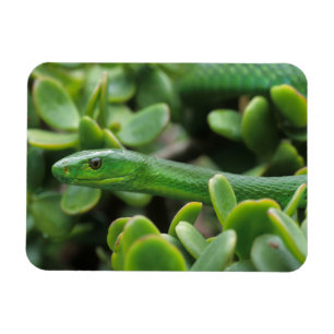 Magnet Flexible Mamba verte orientale (Dendroaspis Angusticeps)