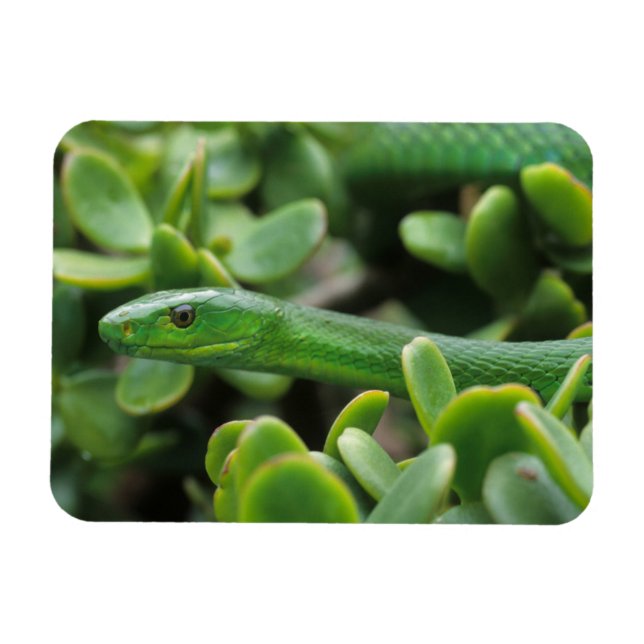 Magnet Flexible Mamba verte orientale (Dendroaspis Angusticeps) (Horizontal)